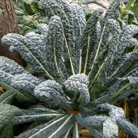 Dinosaur kale, gray-green pebbled leaves, lighter ribs