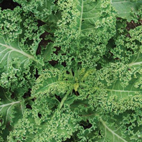Kale Halbhoher Grüner Krauser, green frilly leaves