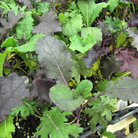 Kale, mixed varieties in green and purple