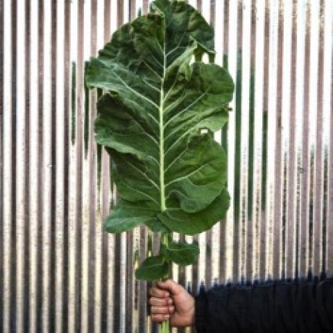 Thousandhead kale leaf, green leaf as long as an adult arm