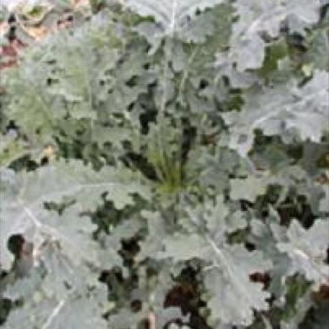 Kale 'White Russian', silvery rough-edged leaves