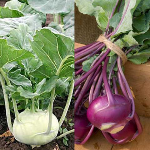 One green one purple kohlrabi