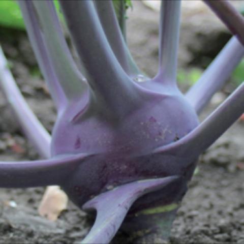 Kohlrabi 'Early Purple Vienna', dusky purple
