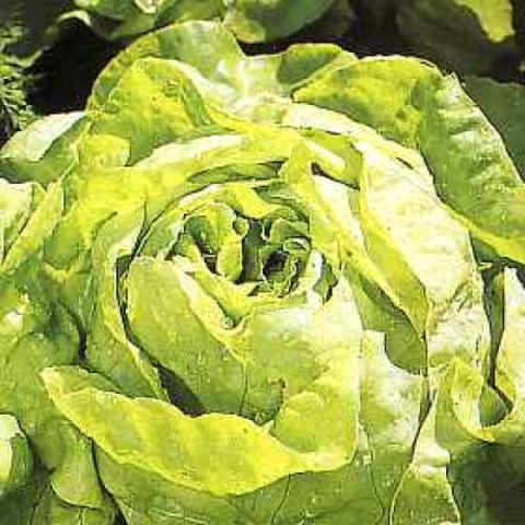 Bibb lettuce, light green lettuce head