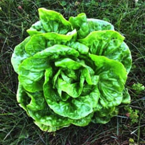 Lettuce Kagraner Sommer Butterhead, green leaf lettuce