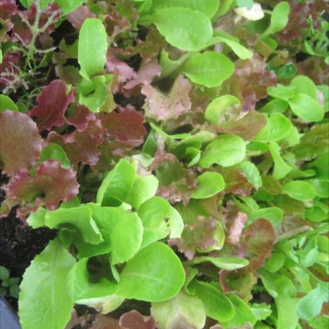 Lettuce mix with red, green, and varying leaf shapes