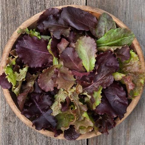 Lettuce Red Planet Salad Blend, red leaf and some green leaf lettuces