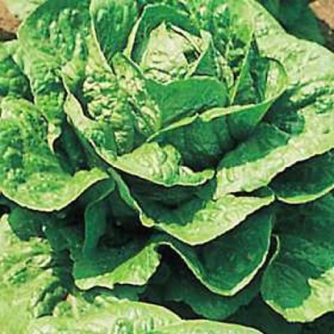 Romaine lettuce, green leaves