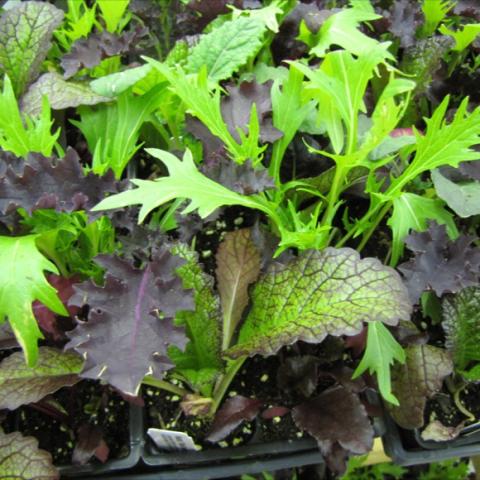 Mesclun mix, green and red leaves