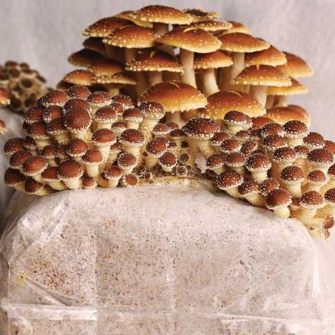Chestnut mushrooms growing on an indoor kit, gold-brown shallow caps