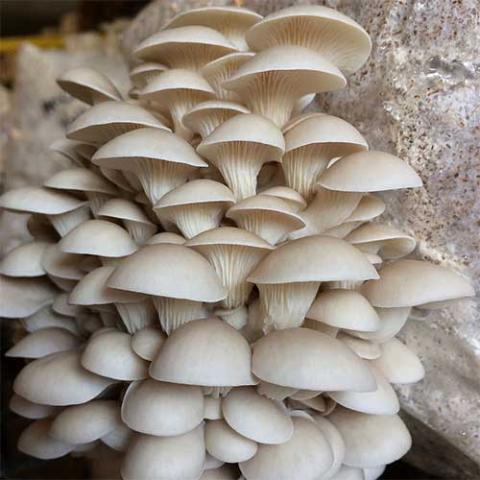 Oyster mushroom kit, white oysters