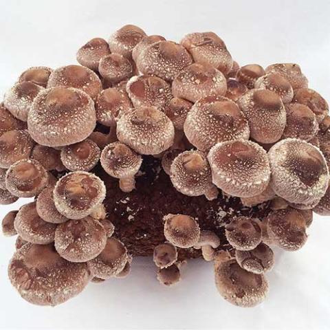 Shiitake mushrooms, tan irregularly roundish caps in a cluster
