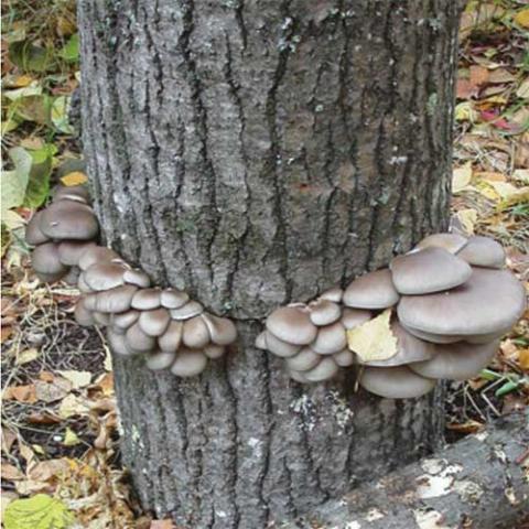 Gray mushroom logs