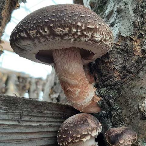 Shiitake mushrooms, tan irregularly roundish mushroom on a log