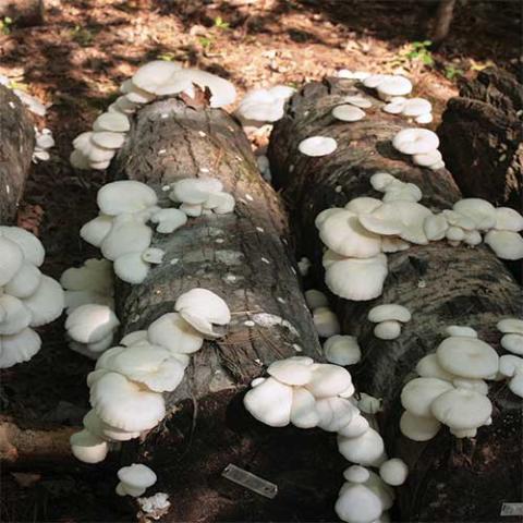 White oyster mushroom logs
