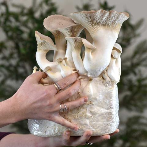 King oyster mushrooms growing on an indoor kit, huge white mushrooms with inverted caps