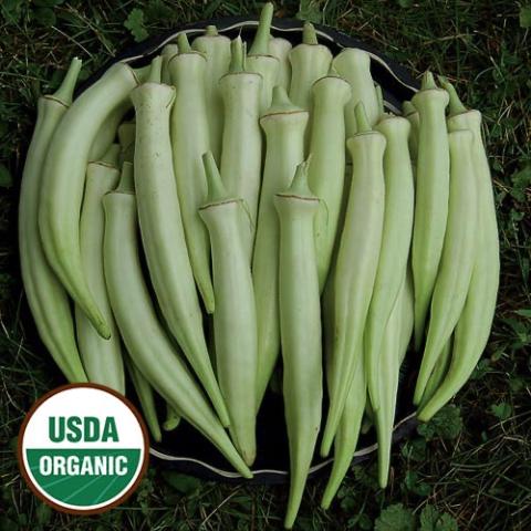 Okra Silver Queen, very light green almost silver pointed pods