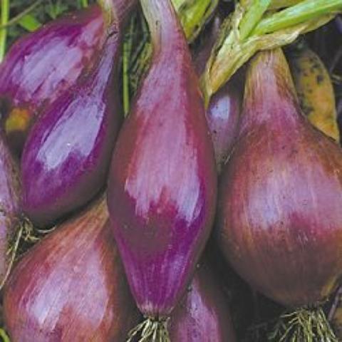 Onion 'Long Red Florence', red-purple elongated onions