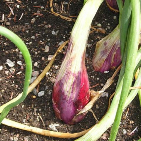 Allium cepa aggregatum, small red onion with green top