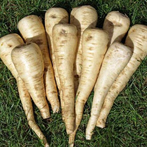 Parsnip Halblange, white carrot-like roots