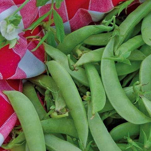 Pea Amish Snap, green pea pods