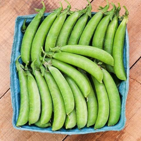 Pea Sugar Ann Snap, green pea pods
