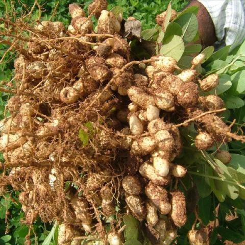 Peanuts as they grow like roots