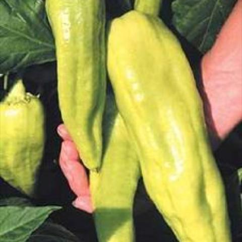 Aconcagua pepper, very light green-yellow narrow long peppers