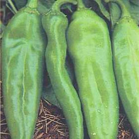 Anaheim peppers, long green shapes