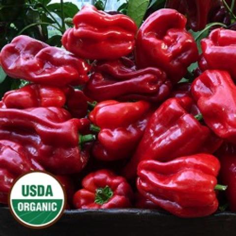 Ausilio Thin Skin Italian pepper, red shiny, looks like a bell pepper