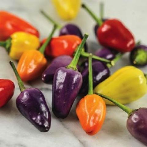 Chinese Five Color peppers, purple, orange, red, yellow, green