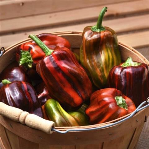 Sweet Pepper Chocolate Candy Cane, long peppers striped in red and brown