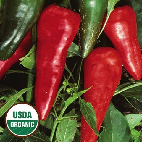 Hot Pepper Cyklon, long triangles of red
