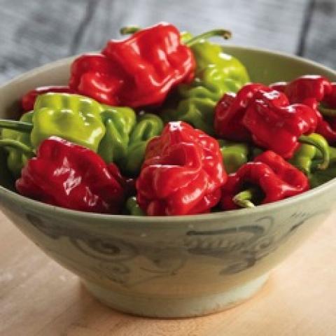Dragon's Toe hot peppers, light green to red peppers in a bowl