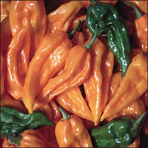 Fatalii peppers, orange flattened peppers