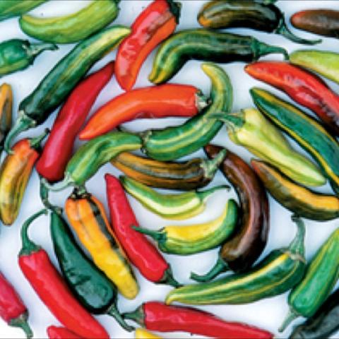 Fish pepper, green yellow, red and dark purple small peppers