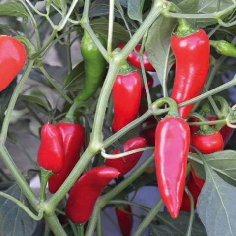 Hot Pepper Flaming Flare, bright red peppers
