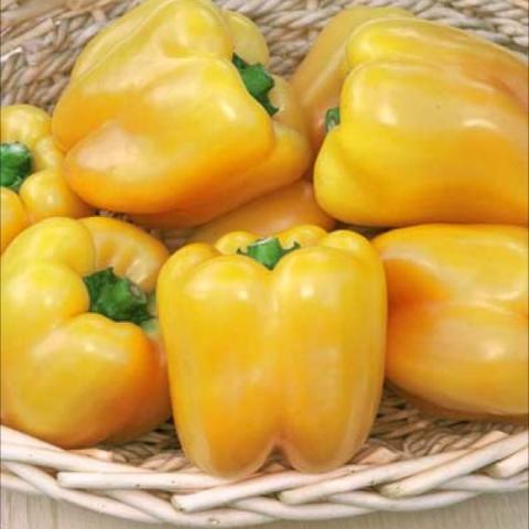 Golden Summer sweet pepper, bright yellow