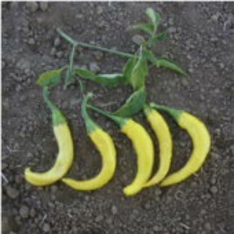 Golden cayenne peppers, curved and light yellow