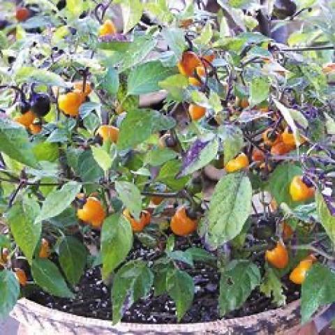Golden Nugget hot pepper, many small yellow peppers growing on a plant