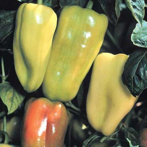 Gypsy sweet pepper, yellow-green going to red