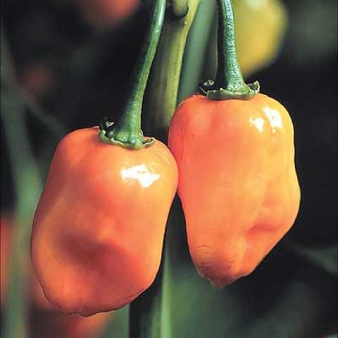 Orange habanero peppers