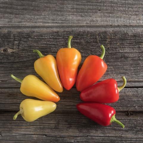 Hot Peppe Havasu, short peppers in yellow to orange to red