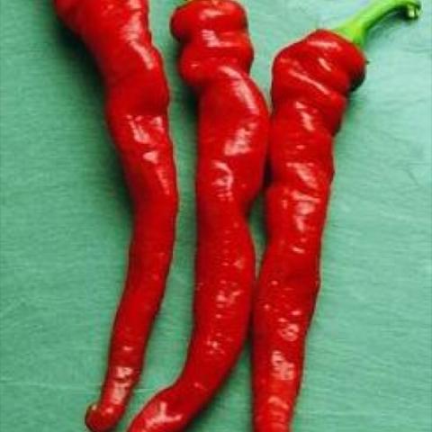 Thin shiny red peppers, cayenne