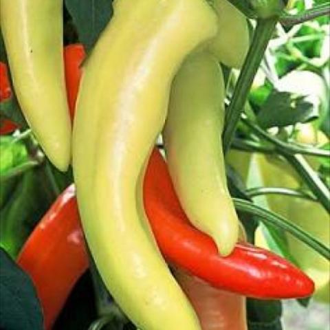 Pepper 'Hot Banana', long yellow-green peppers some turning to red