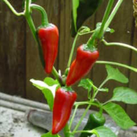 Red jalapenos on a pepper bush