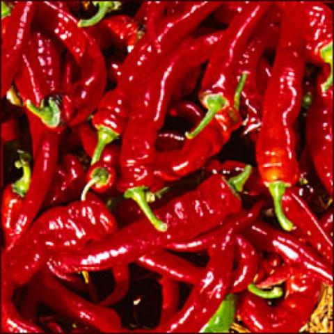 Jimmy Nardello peppers, dark red, long and thin