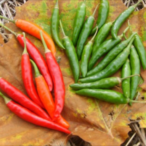 Pepper 'Korean Dark Green', long green or red peppers
