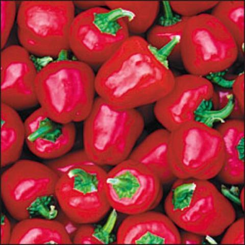 Red miniature bell peppers