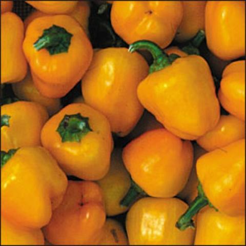 Mini yellow bell peppers